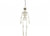 Hanging Skeleton Decoration (40cm)