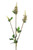 Cream Physostegia Spray (63cm)