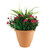 Pink Rose Yucca Patio Planter