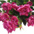 Pink Diamond Rose Bush