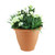 White Rose Patio Planter
