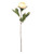 Antique Peach Eternity Peony Stem (60cm)