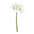 Hippeastrum Spray Cream x 3 (83cm)