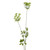 Anethum Spray White