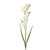 Cream Freesia Spray 2 Heads