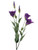 Purple Lisianthus Spray X5