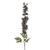 Delphinium Grey (90cm)