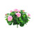 Pink Geranium Bush