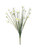 Zephyranthes Candida Bush (17inch)