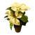 Cream Poinsettia Potted (30cm)
