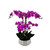 Fuchsia Pink Orchid with 6 Stems in Ceramic Pot (64cm H)