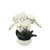 White Orchid with 9 Stems in Ceramic Bowl (70cm H)
