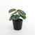 Calathea Potted House Plant (13cm)