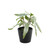 Pteris Potted House Plant (13cm)