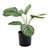 Calathea Potted House Plant (38cm)