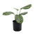 Ctenanthe Potted House Plant (34cm)