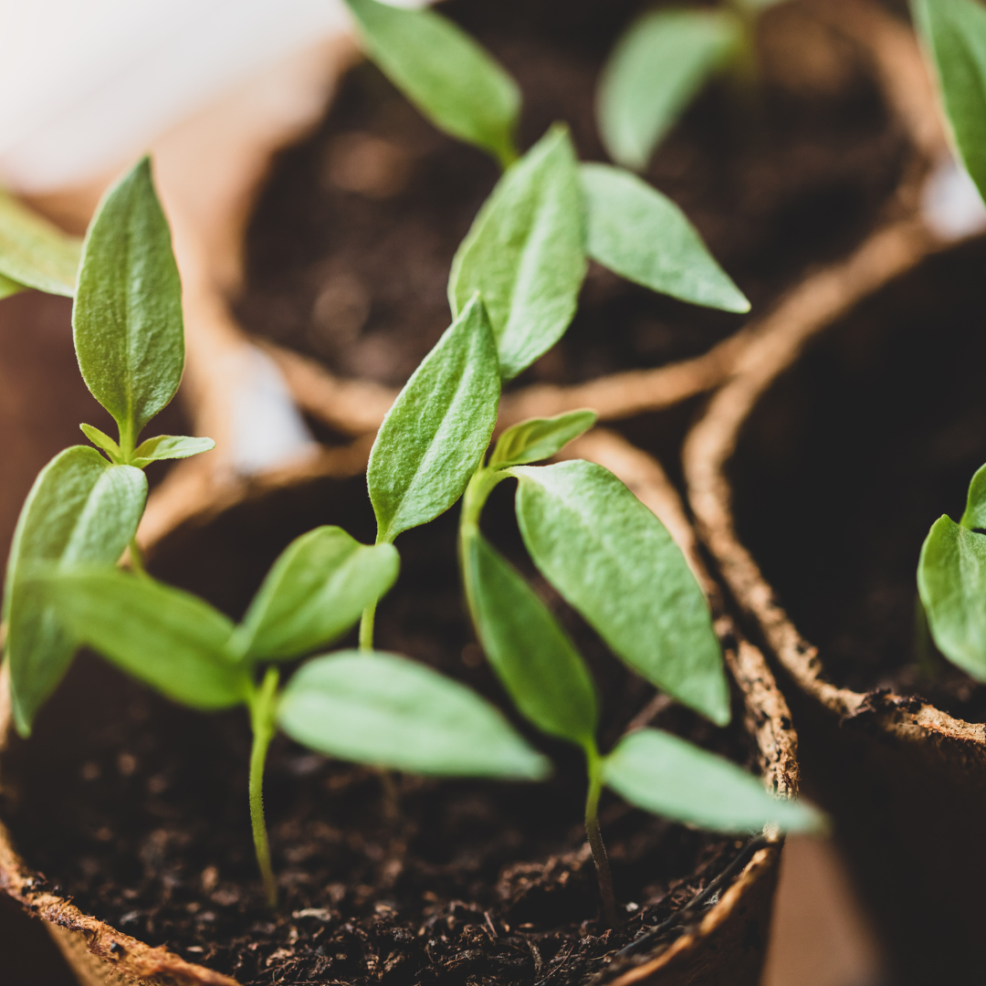 What does propagate mean in gardening? Garden Mall