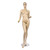 Female Caucasian Complexion Fiberglass Mannequin