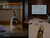 Fenix E06R UV and Laser pointer Flashlight Holiday Versions Fenix E06R UV and Laser pointer Flashlight Holiday Versions