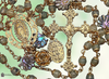 Our Lady Guadalupe Miraculous Mary Guadalupe Roses Sacred Heart Jesus 18K gold sterling silver rosary abalone shell prehnite