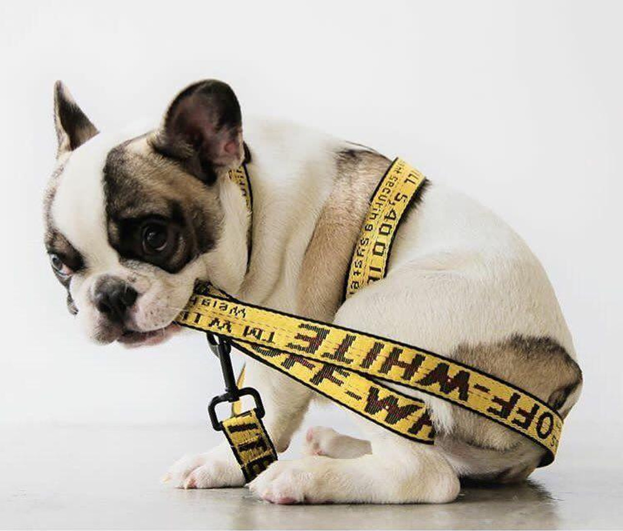 Off white leash sales and collar