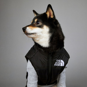 The Dog Fans Jacket - FITS LARGE DOGS