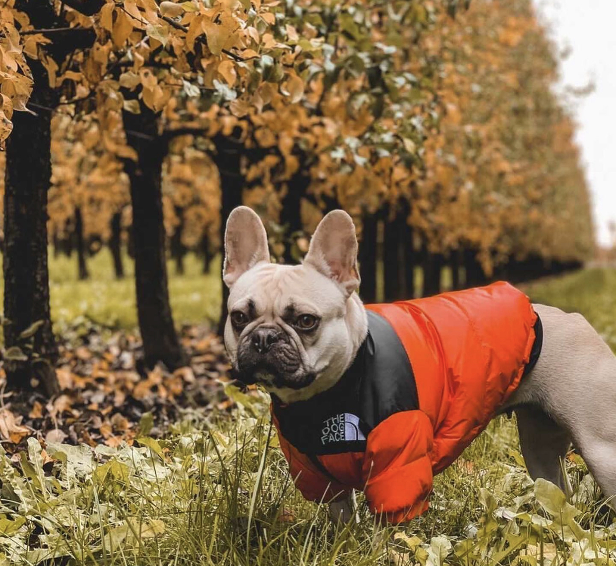 Louis Vuitton Dog Clothing -  UK