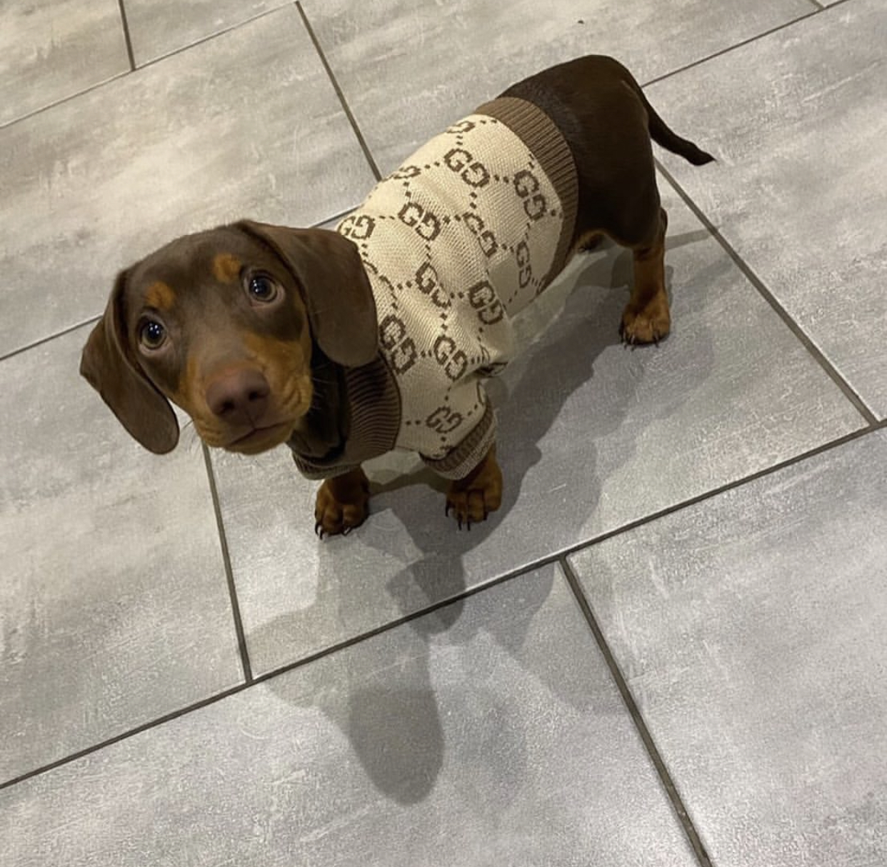 Louis Vuitton Dog Harness -  UK