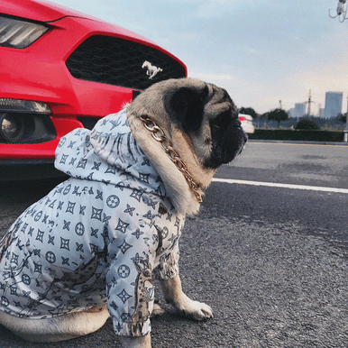 Chewy Vuitton Reflective Windbreaker – Paw Perfect