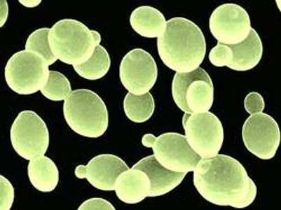 SB 250 Saccharomyces boulardii by Spectrumceuticals – Avoiding Digestive Discomfort SB 250 Saccharomyces boulardii by Spectrumceuticals – Avoiding Digestive Discomfort