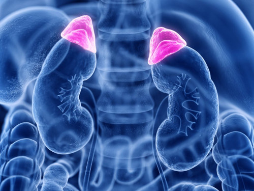 Adrenal Health: Taking Care of Your Body's Shock Absorbers