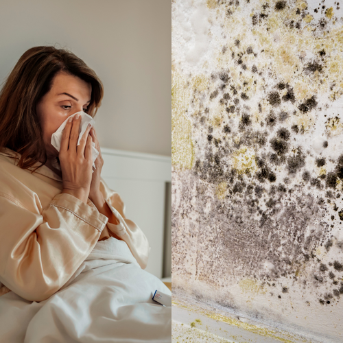 How Mould Exposure Can Impact Health and Trigger Autoimmunity