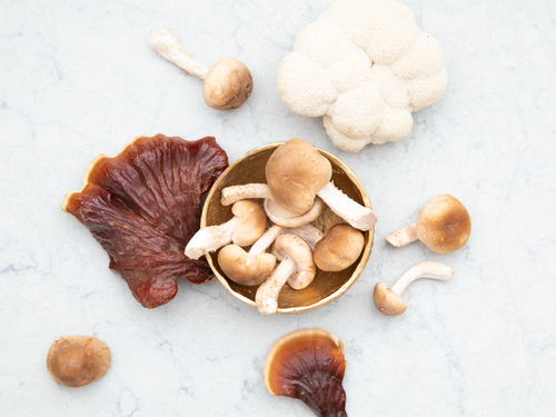 Harnessing the Powder of Medicinal Mushrooms in Complementary Medicine