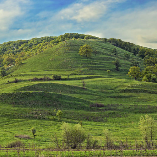 Rejuvenate Your Well-being: The Healing Power of Green Space and Forest Bathing