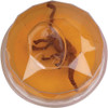 Dinosaur Fossil Putty