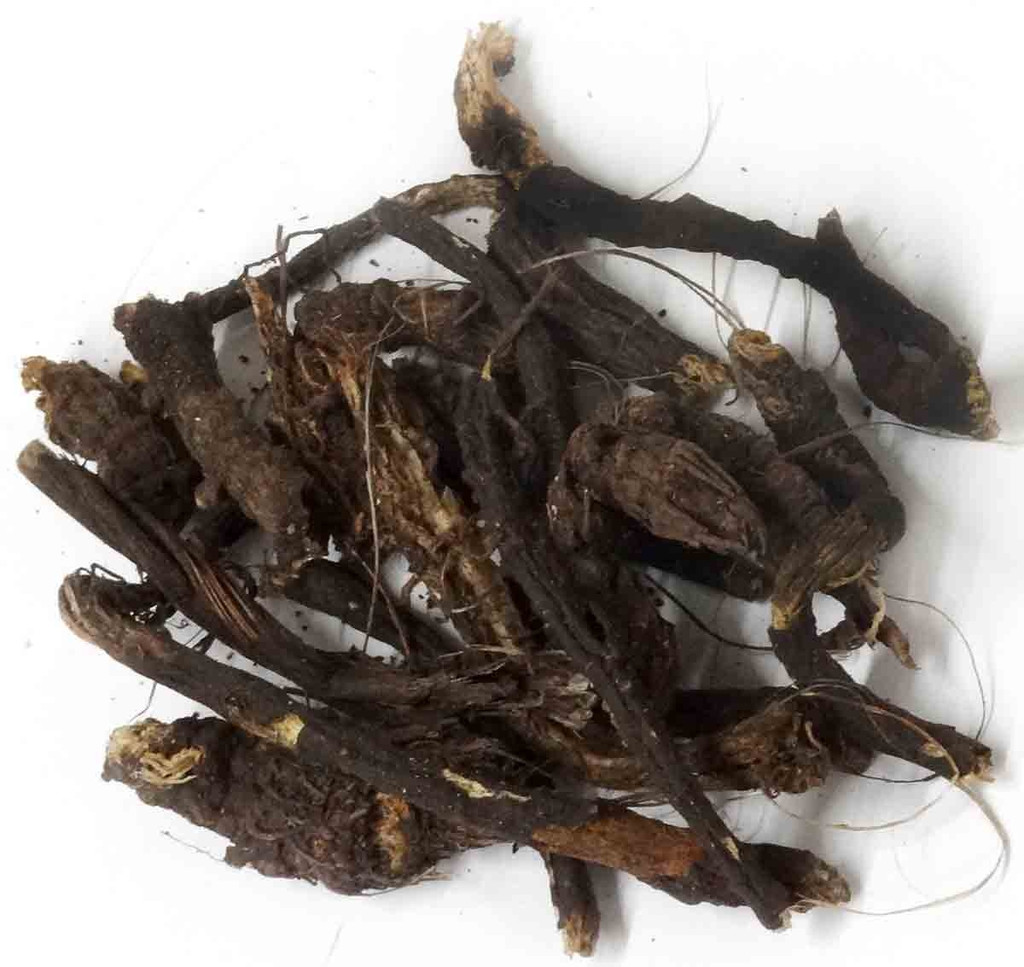 Osha Roots Native American Herb Prairie Edge osha-roots-native-american-herb-prairie-edge
