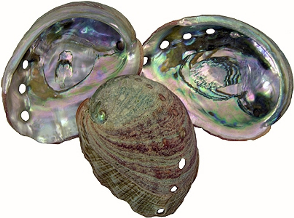 Mini Abalone Shells (Individual)