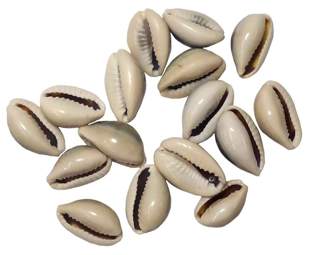 Purple Top Cowrie Shell