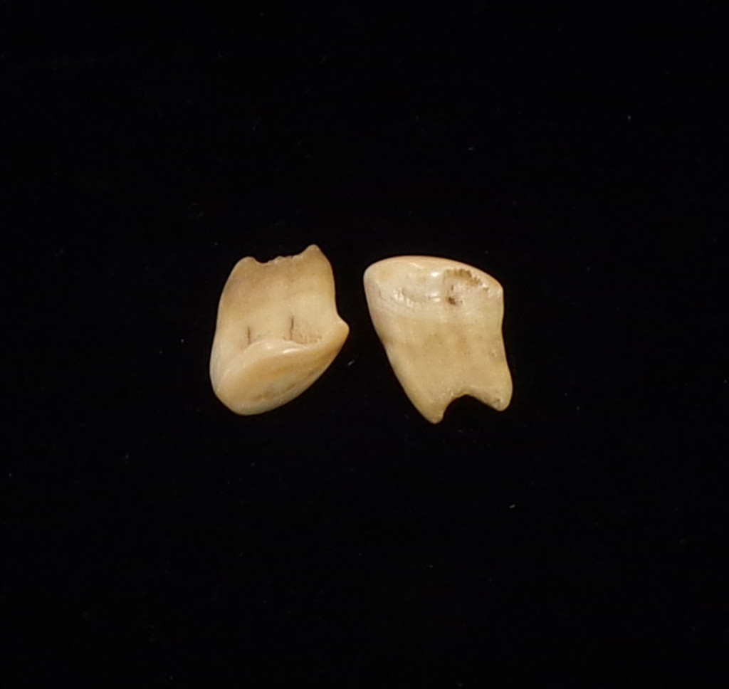 Elk Teeth (pair) (#3) - 2nd View 