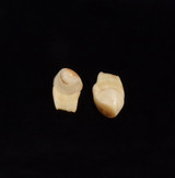 Matching Pair of Bull Elk Teeth (#1-1 & 1-2)