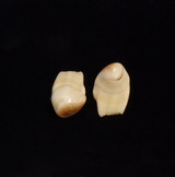 Matching Pair of Bull Elk Teeth (#1-1 & 1-2) - Second View 