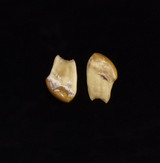 Matching Pair of Bull Elk Teeth (#2-1 & 2-2)
