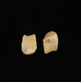 Matching Pair of Bull Elk Teeth (#3-1 & 3-2) - 2nd View 