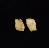 Matching Pair of Bull Elk Teeth (#4-1 & 4-2) - 2nd View 