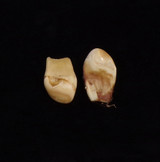 Matching Pair of Bull Elk Teeth (#7-1 & 7-2)