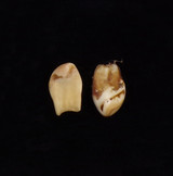 Matching Pair of Bull Elk Teeth (#7-1 & 7-2) - 2nd View 