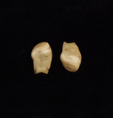 Matching Pair of Bull Elk Teeth (#8-1 & 8-2)