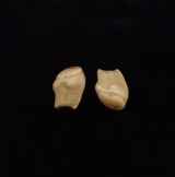 Matching Pair of Bull Elk Teeth (#2 - 2-2) - 2nd View 