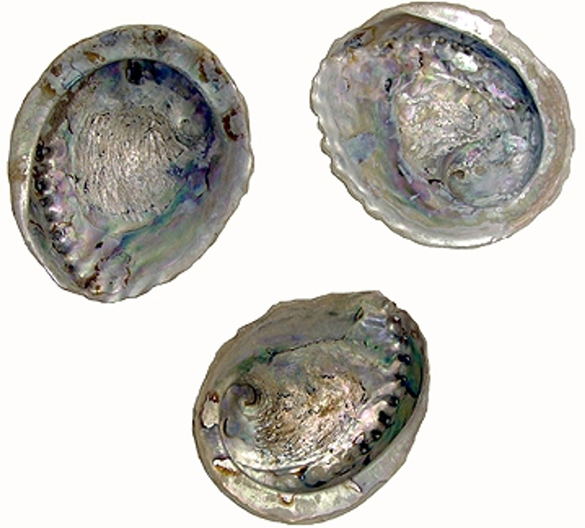 instante calcetines Soledad Whole Abalone Shell (Individual) - Prairie Edge Trading Co. & Galleries