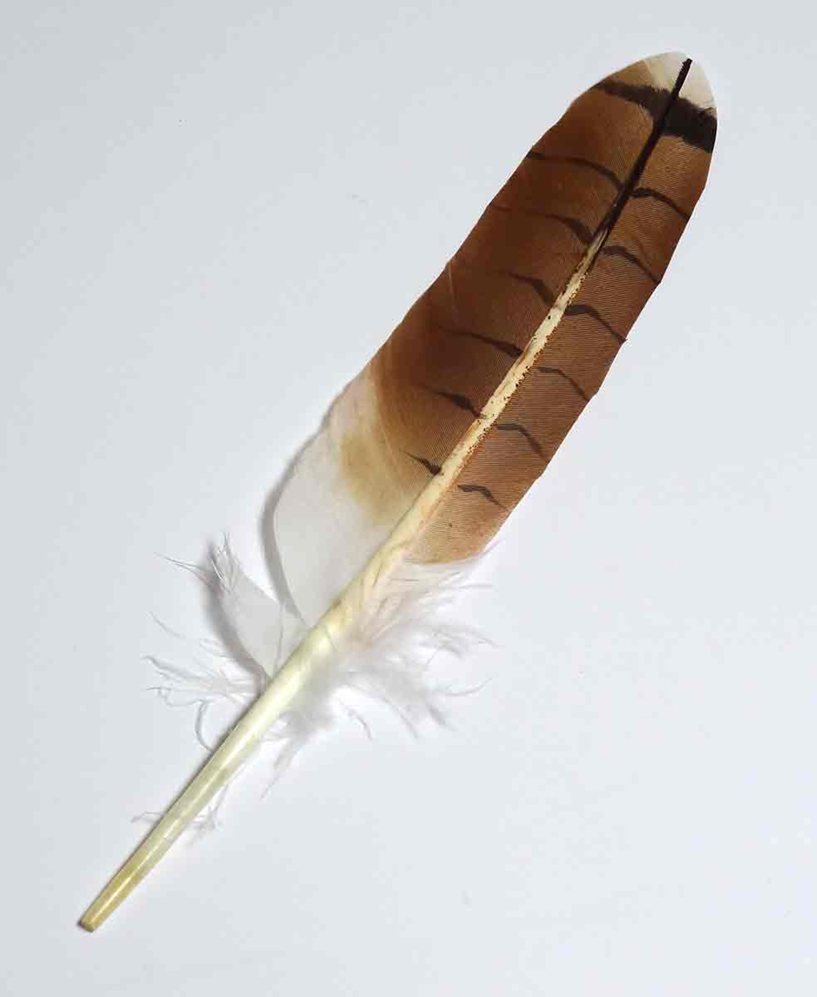 red tail hawk feather drawing